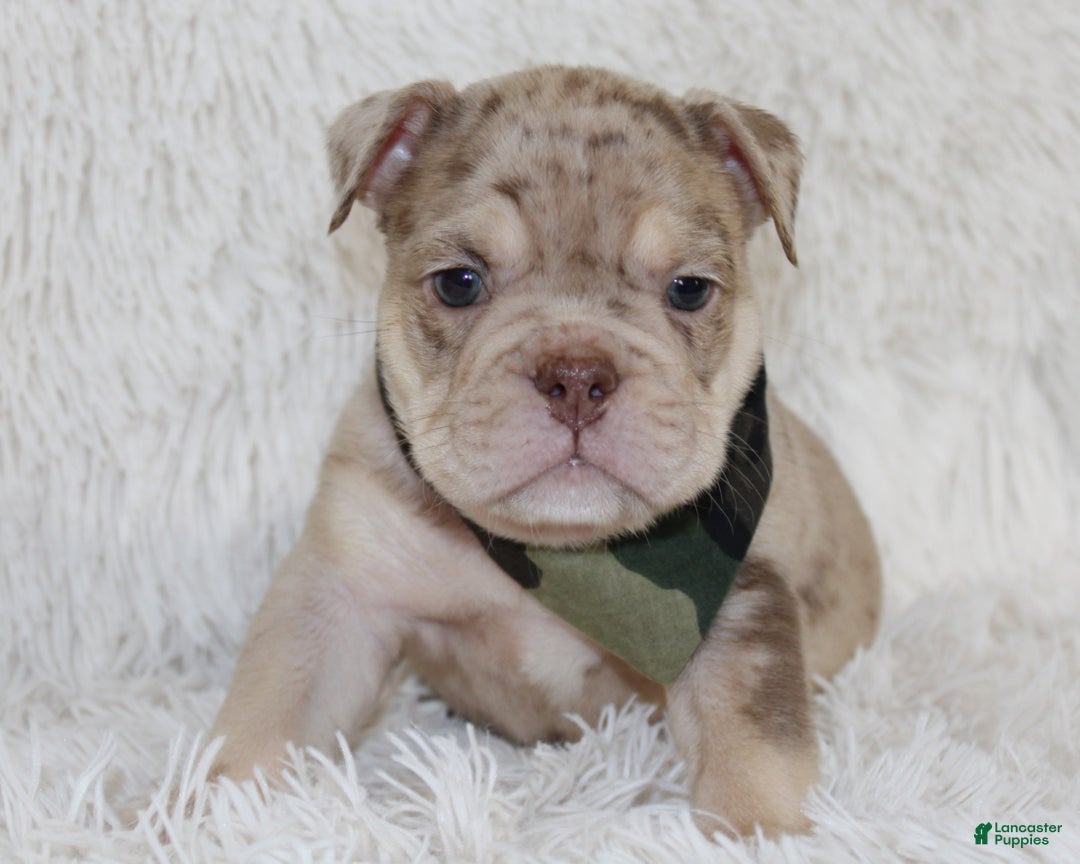 English Bulldog dogs for sale: Parry - Ad 1