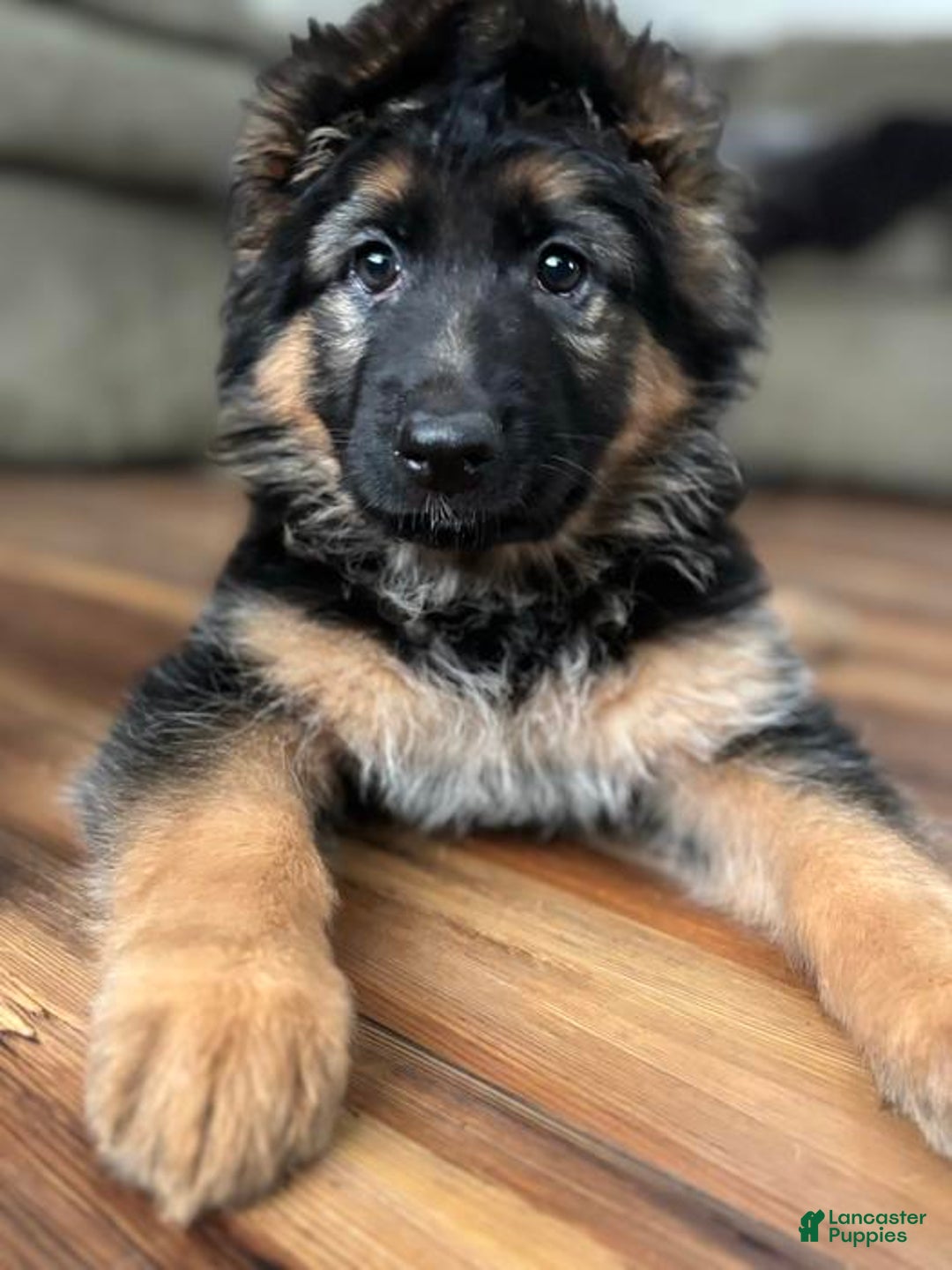 German Shepherd dogs for sale: German Shepherd Puppy 1 - Ad 3