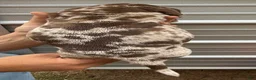Catahoula Leopard Dog dogs for sale: Chunker aka Reddington “Red” - Ad 8