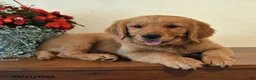 Golden Retriever dogs for sale: Ginger - Ad 5