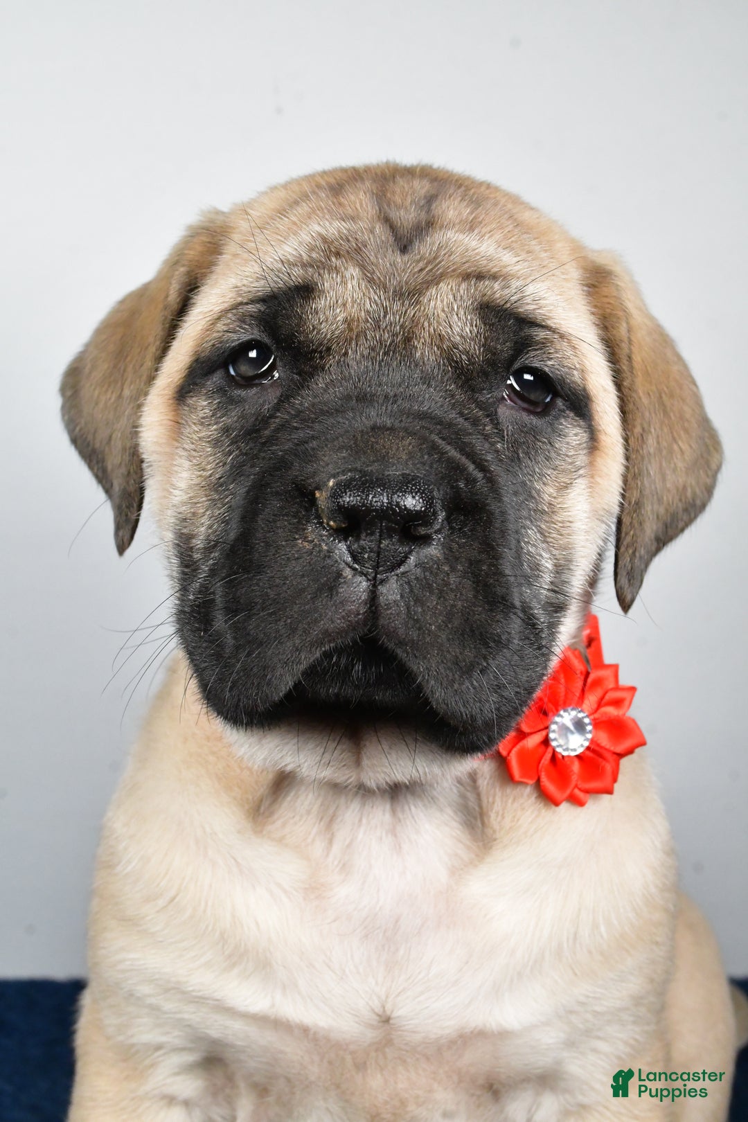 English Mastiff dogs for sale: Sophie - Ad 7
