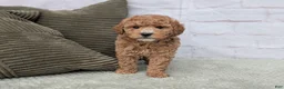 Mini Goldendoodle dogs for sale: Baily - Ad 5
