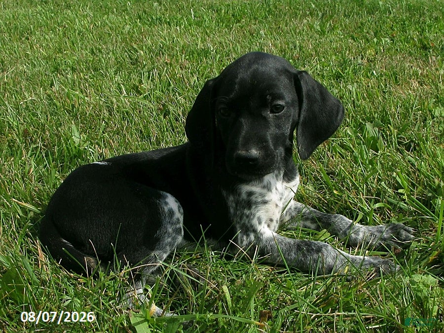 German Shorthaired Pointer dogs Sophie - Ad 2