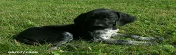 German Shorthaired Pointer dogs for sale: Sophie - Ad 2