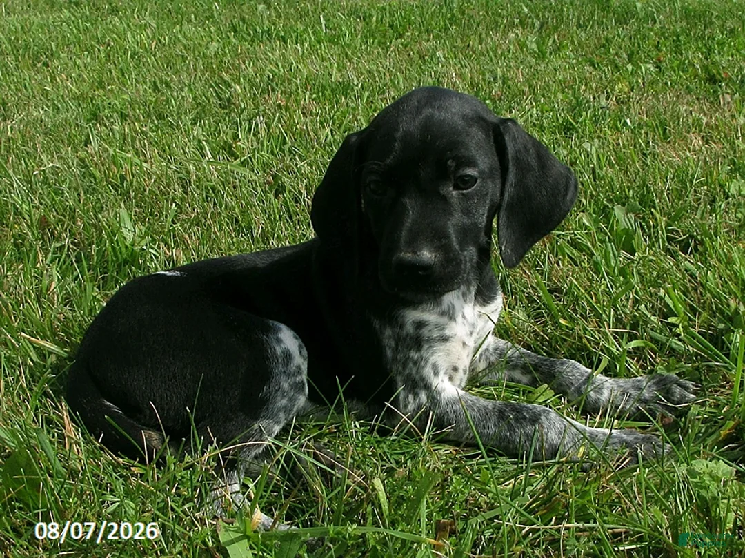 German Shorthaired Pointer dogs for sale: Sophie - Ad 2