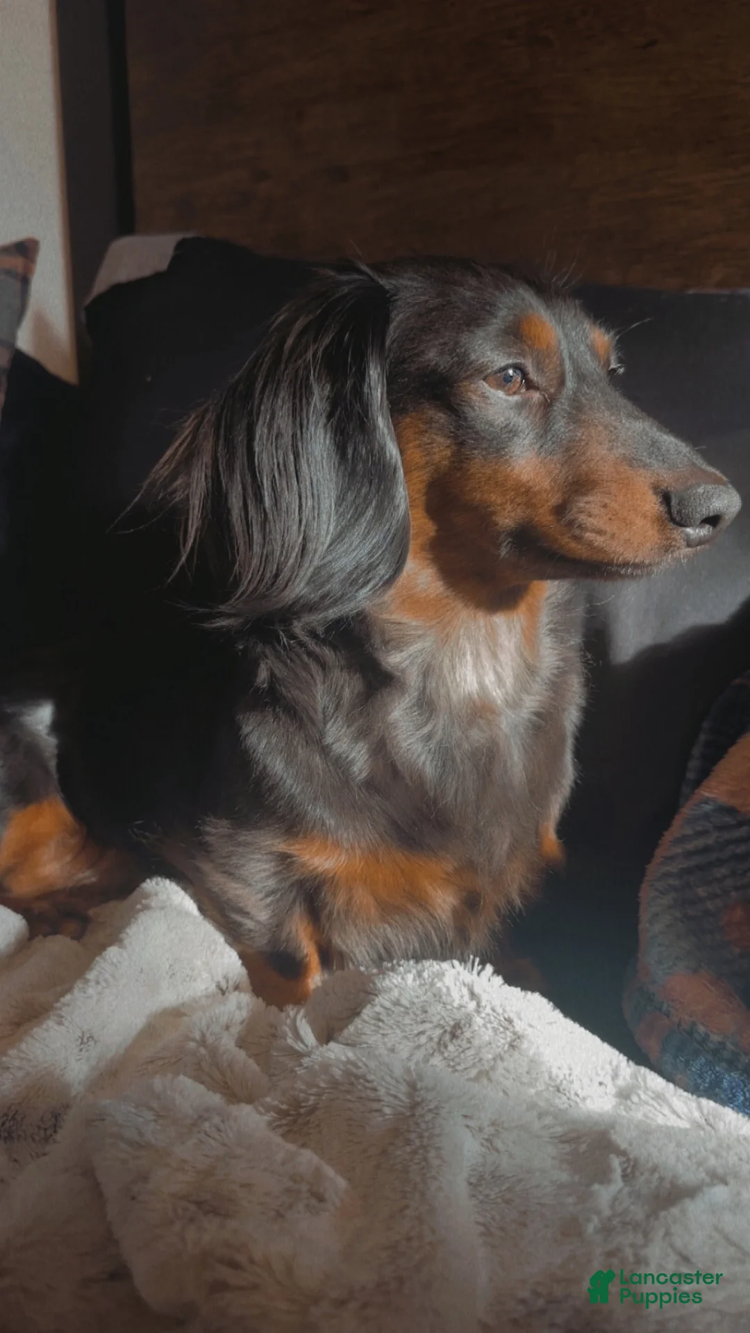 Miniature Dachshund dogs for sale: Pumpkin - Ad 2