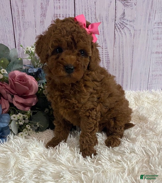 Toy Poodle dogs Petunia - Ad 1