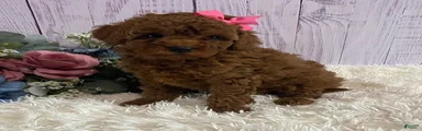 Petunia