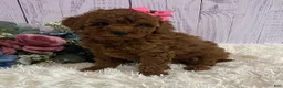 Toy Poodle dogs for sale: Petunia - Ad 1