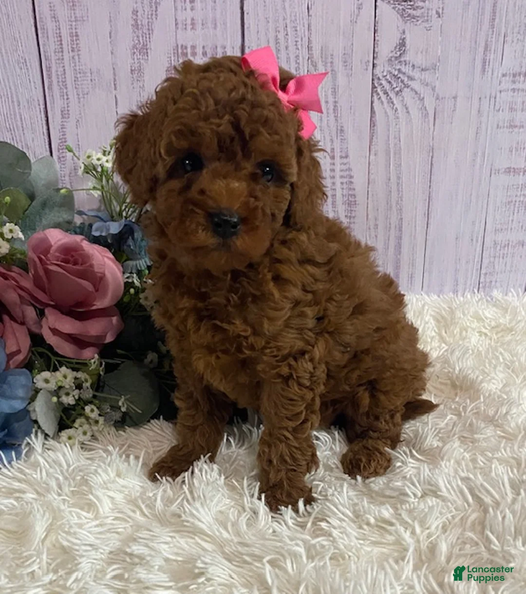 Toy Poodle dogs for sale: Petunia - Ad 1