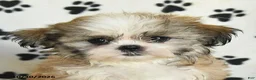 Shih Tzu dogs for sale: Pearl - Ad 5