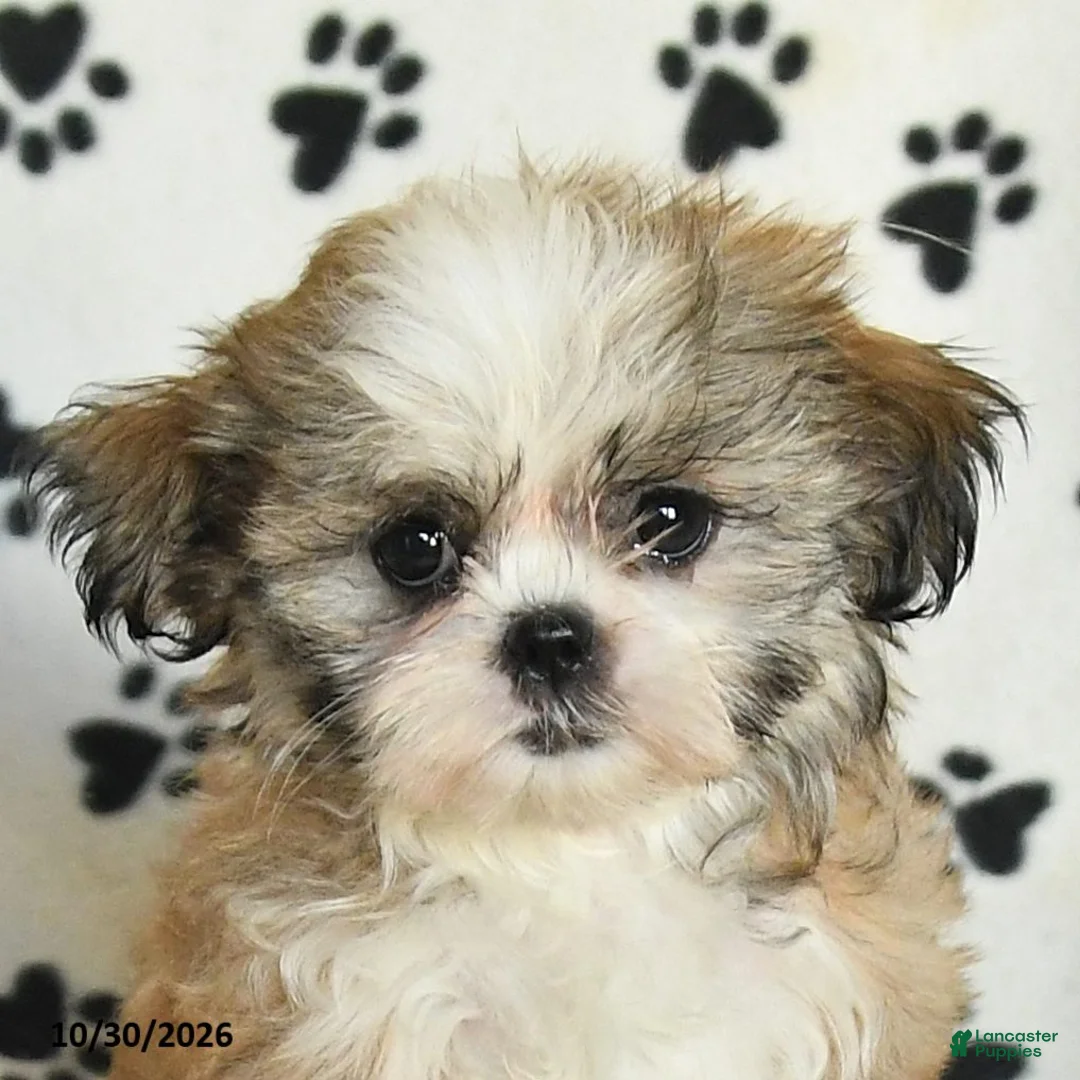 Shih Tzu dogs for sale: Pearl - Ad 5