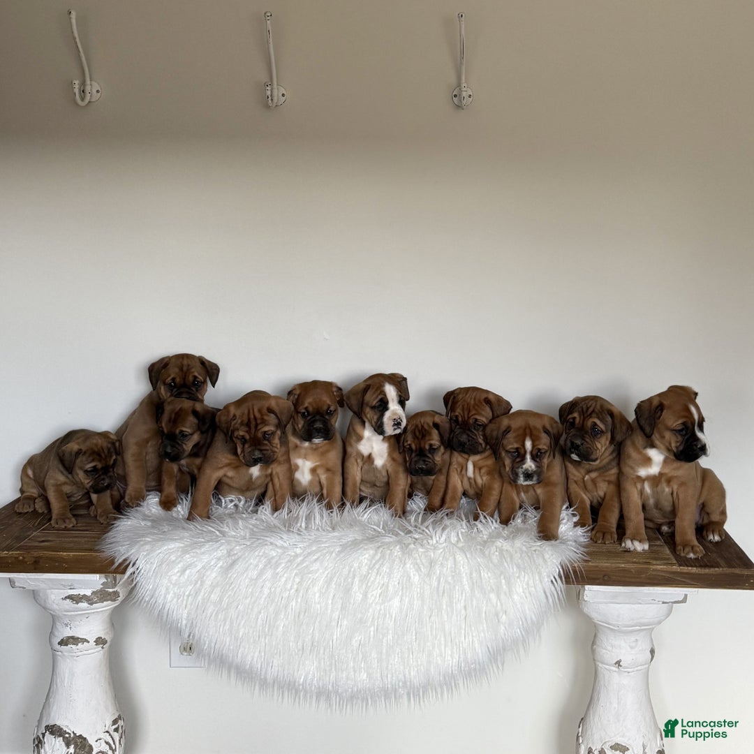 Mixed Breed dogs for sale: Domino  - Ad 4