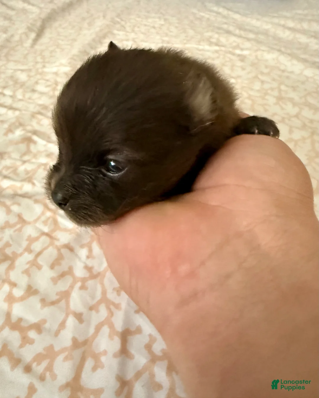 Pomeranian dogs for sale: Scooter - Ad 2