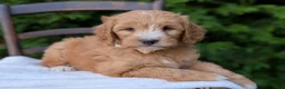 Mini Goldendoodle dogs for sale: Daisy - Ad 4