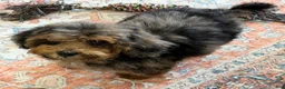 Cockapoo dogs for sale: Bella  - Ad 3