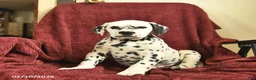 Dalmatian dogs for sale: Samson  - Ad 4