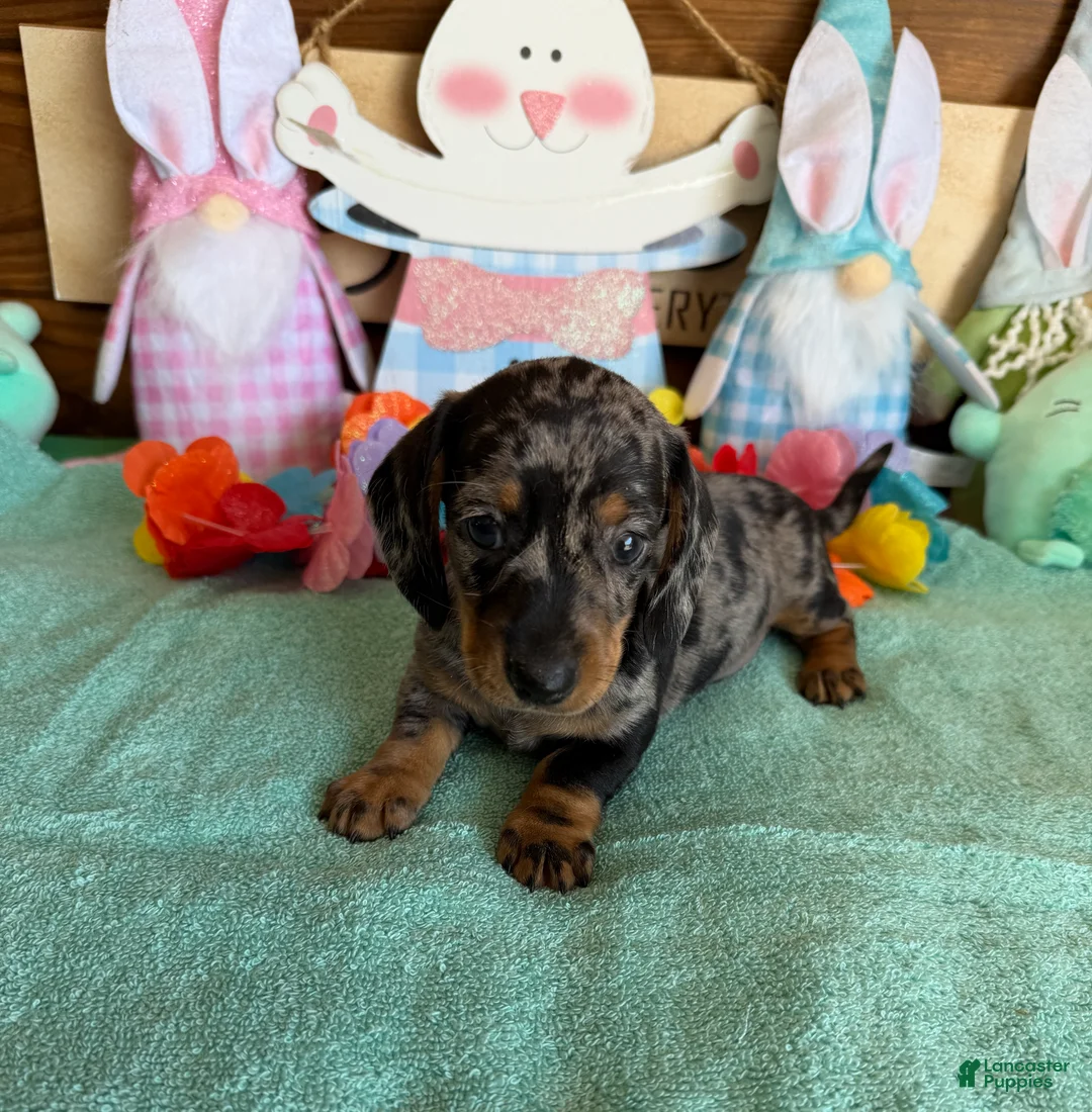 Miniature Dachshund dogs for sale: Puzzle - Ad 2