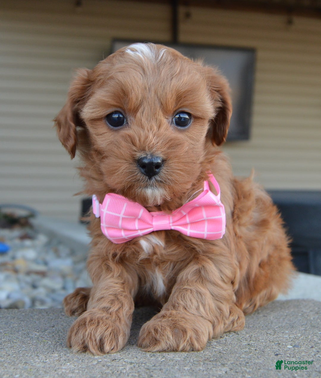 Cockapoo dogs for sale: Cookie - Ad 1