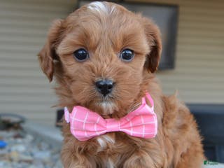 Cockapoo dogs Cookie - Ad 36