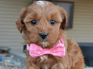 Cockapoo dogs Cookie - Ad 27