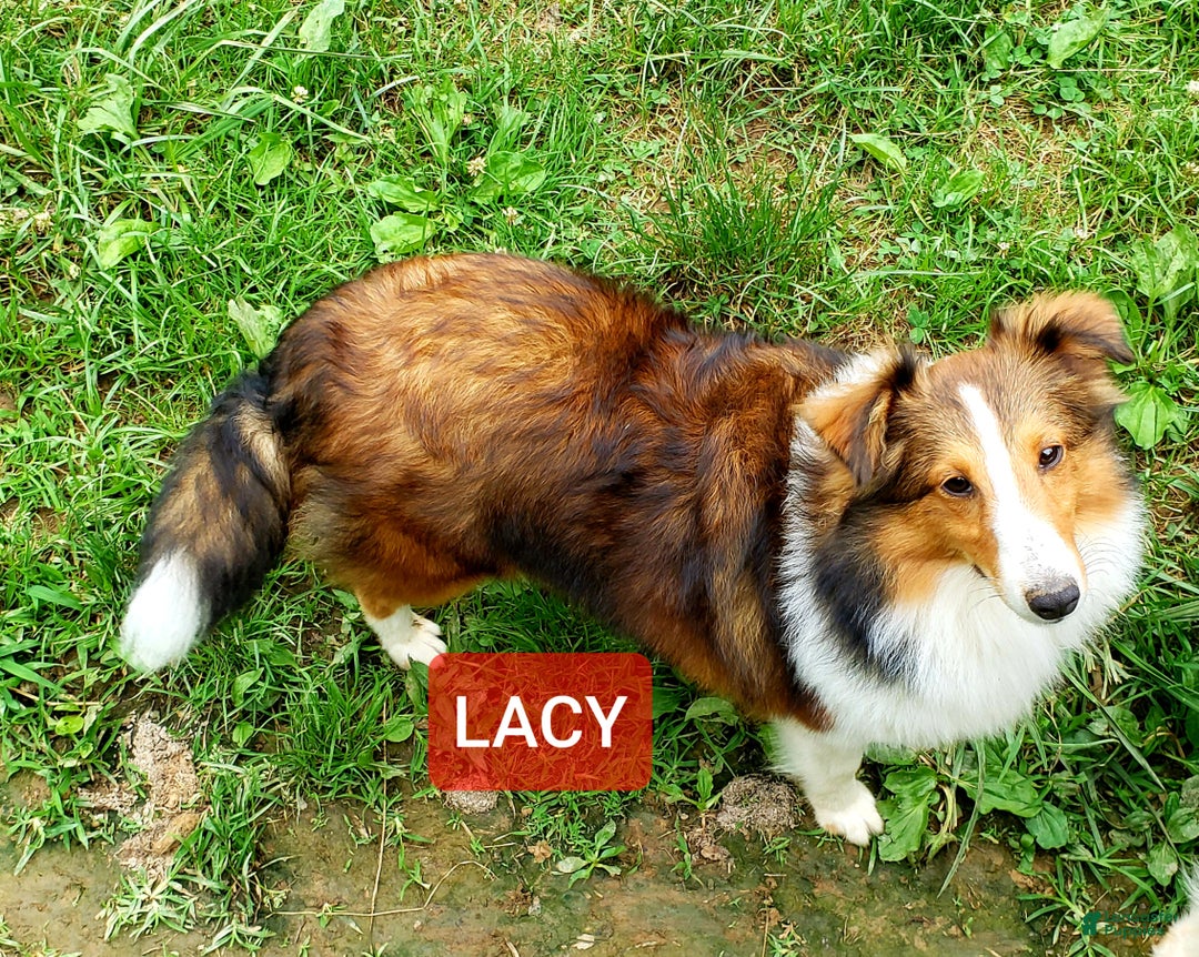 Shetland Sheepdog dogs for sale: Shetland Sheepdog Puppy 3 - Ad 3