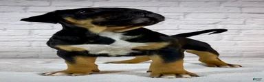 XL American Bully Puppy Male