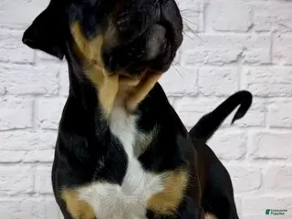 American Bully dogs for sale: XL American Bully Puppy Male - Ad 1