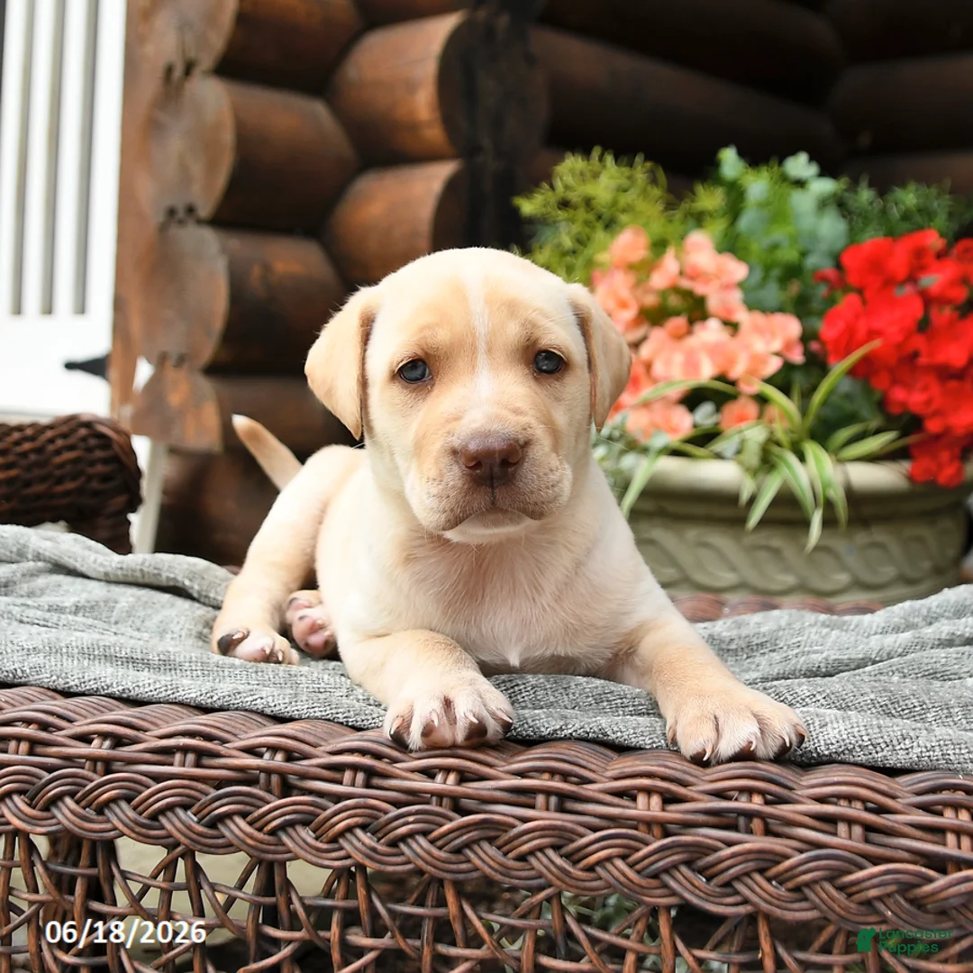 Boxador dogs for sale: Beauty  - Ad 3