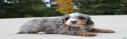 Mini Bernedoodle dogs for sale: Eddie  - Ad 4