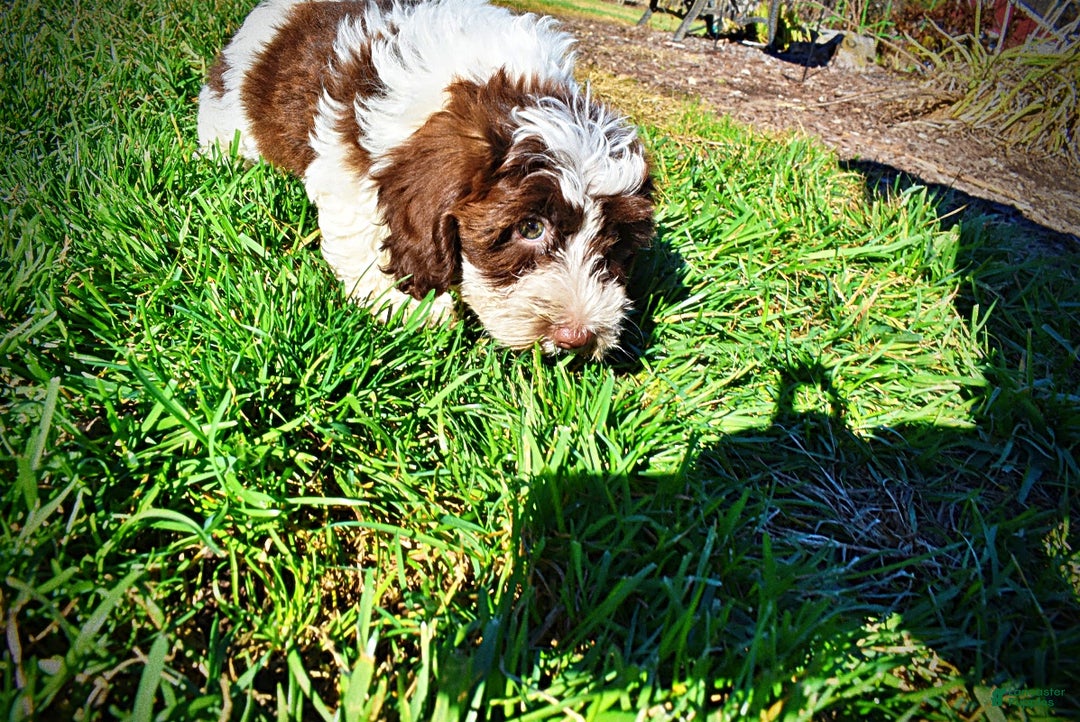 Havapoo dogs for sale: Rocky - Ad 10