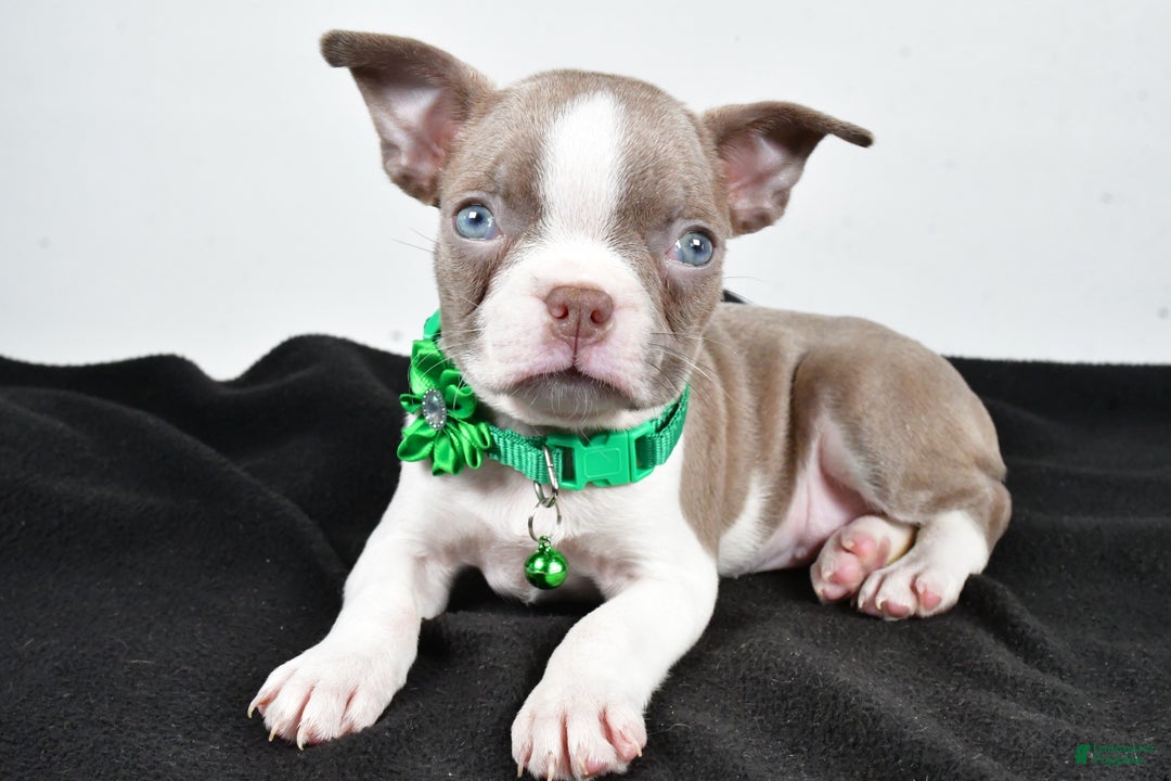 Boston Terrier dogs for sale: Yalena - Ad 1