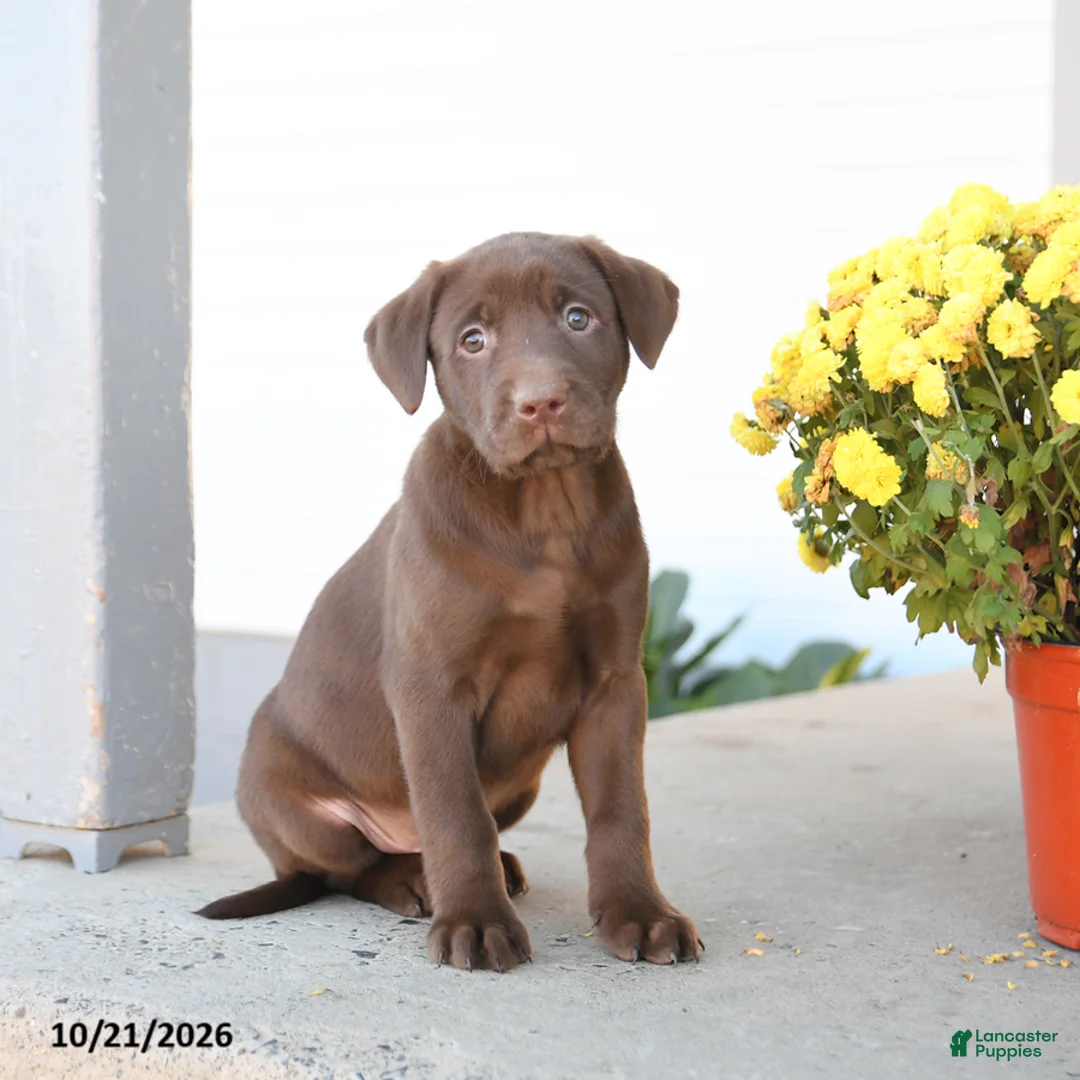 Labrador Retriever dogs for sale: Lane - Ad 1