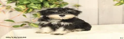 Miniature Schnauzer dogs for sale: Pedro - Ad 9