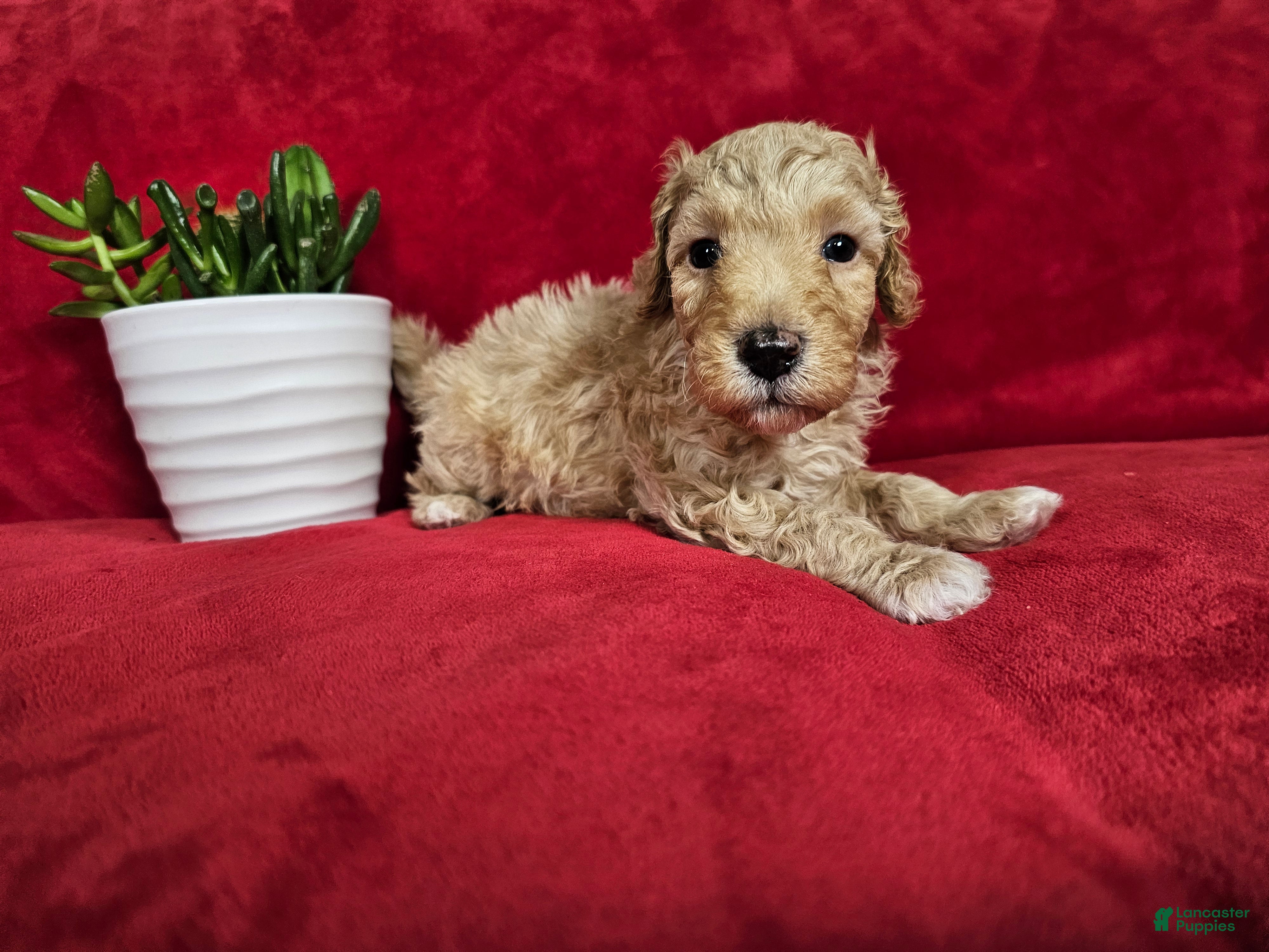 Mini Goldendoodle dogs Tarragon - Ad 1
