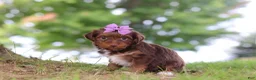 Yorkiepoo dogs for sale: Churro - Ad 5