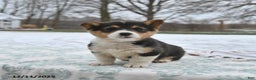 Welsh Corgi Pembroke dogs for sale: Clover  - Ad 4