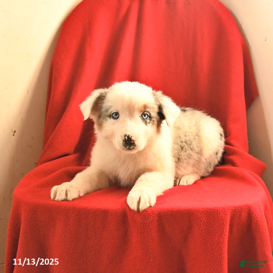 Australian Shepherd dogs Casper - Ad 28