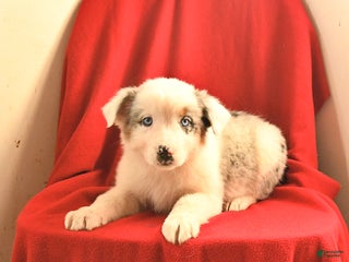 Australian Shepherd dogs Casper - Ad 37