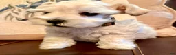 Miniature Schnauzer dogs for sale: Revere - Ad 11