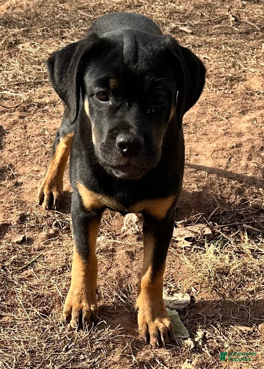 Mixed Breed dogs for sale: Cane Corso-Rottweiler - Ad 2