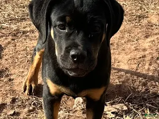 Mixed Breed dogs Cane Corso-Rottweiler - Ad 3