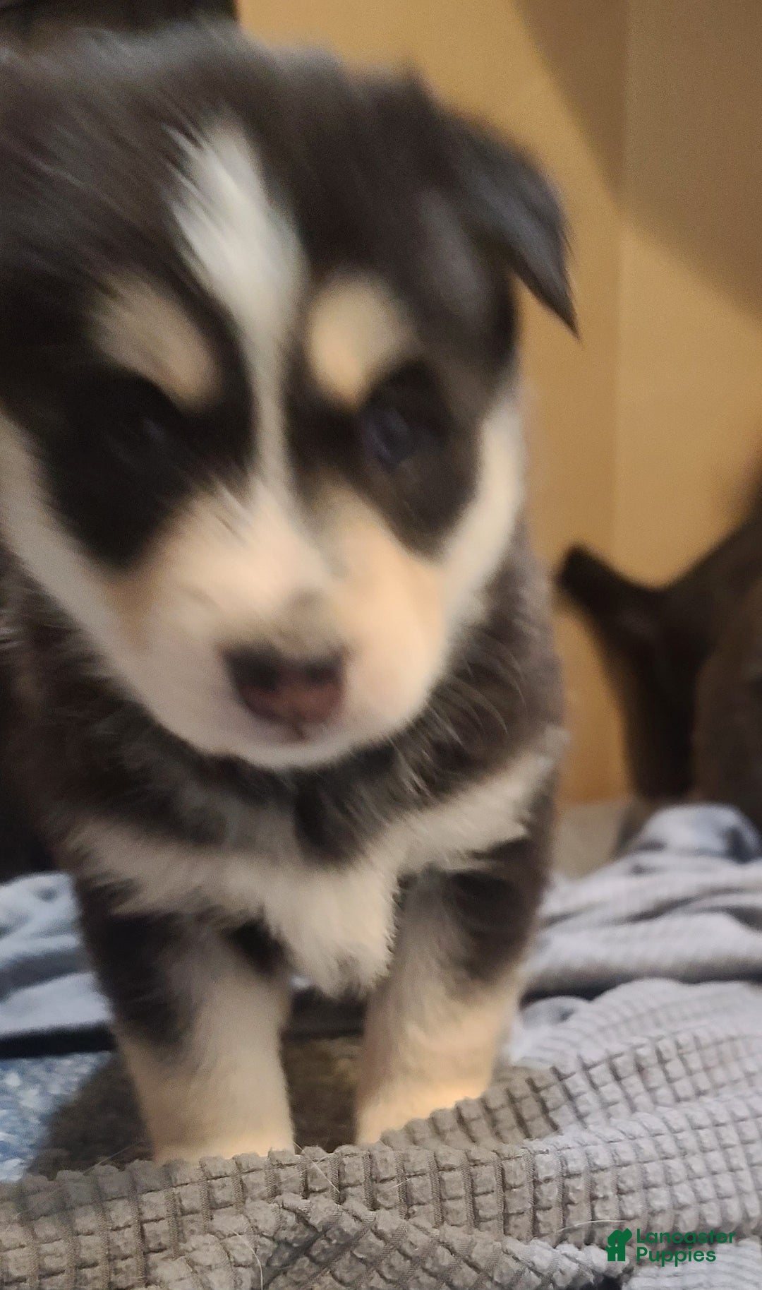 Pomsky dogs for sale: Roxy - Ad 2