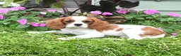 Cavalier King Charles Spaniel dogs for sale: Baxton - Ad 4
