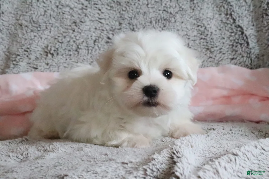 Maltese dogs for sale: Lisa - Ad 1