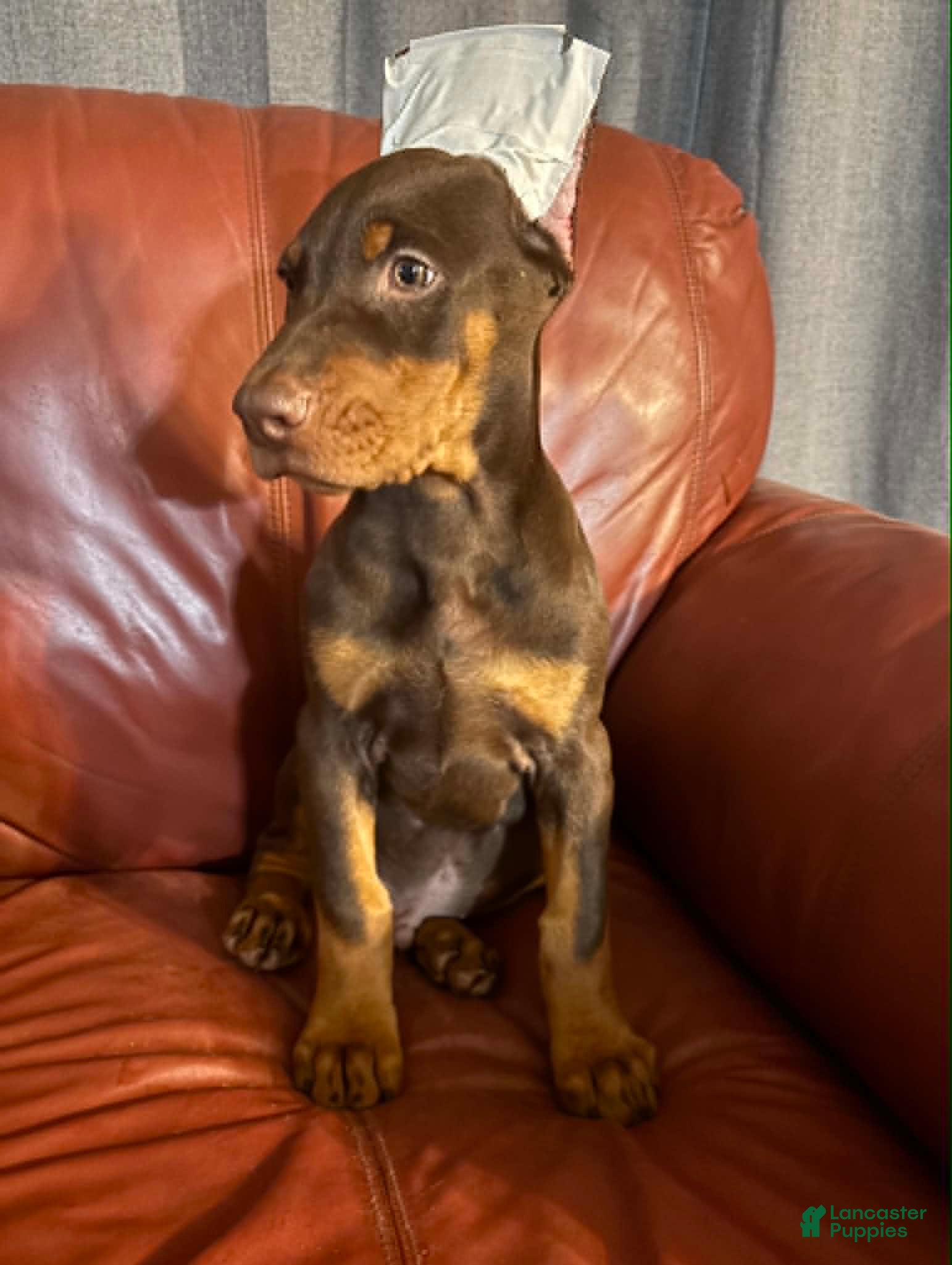 Doberman Pinscher dogs Red Male - Ad 32