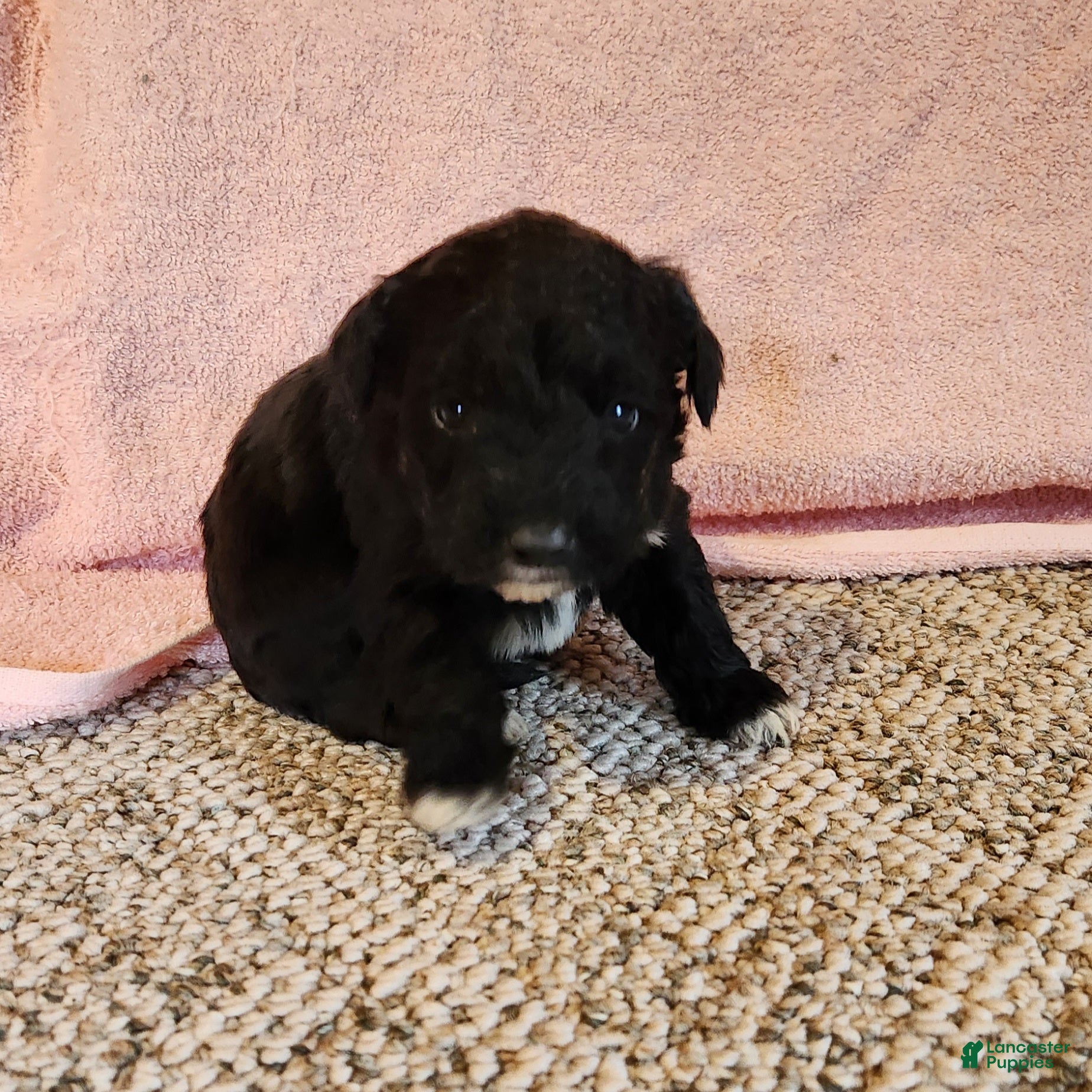 Portuguese Water Dog dogs Brock - Ad 2