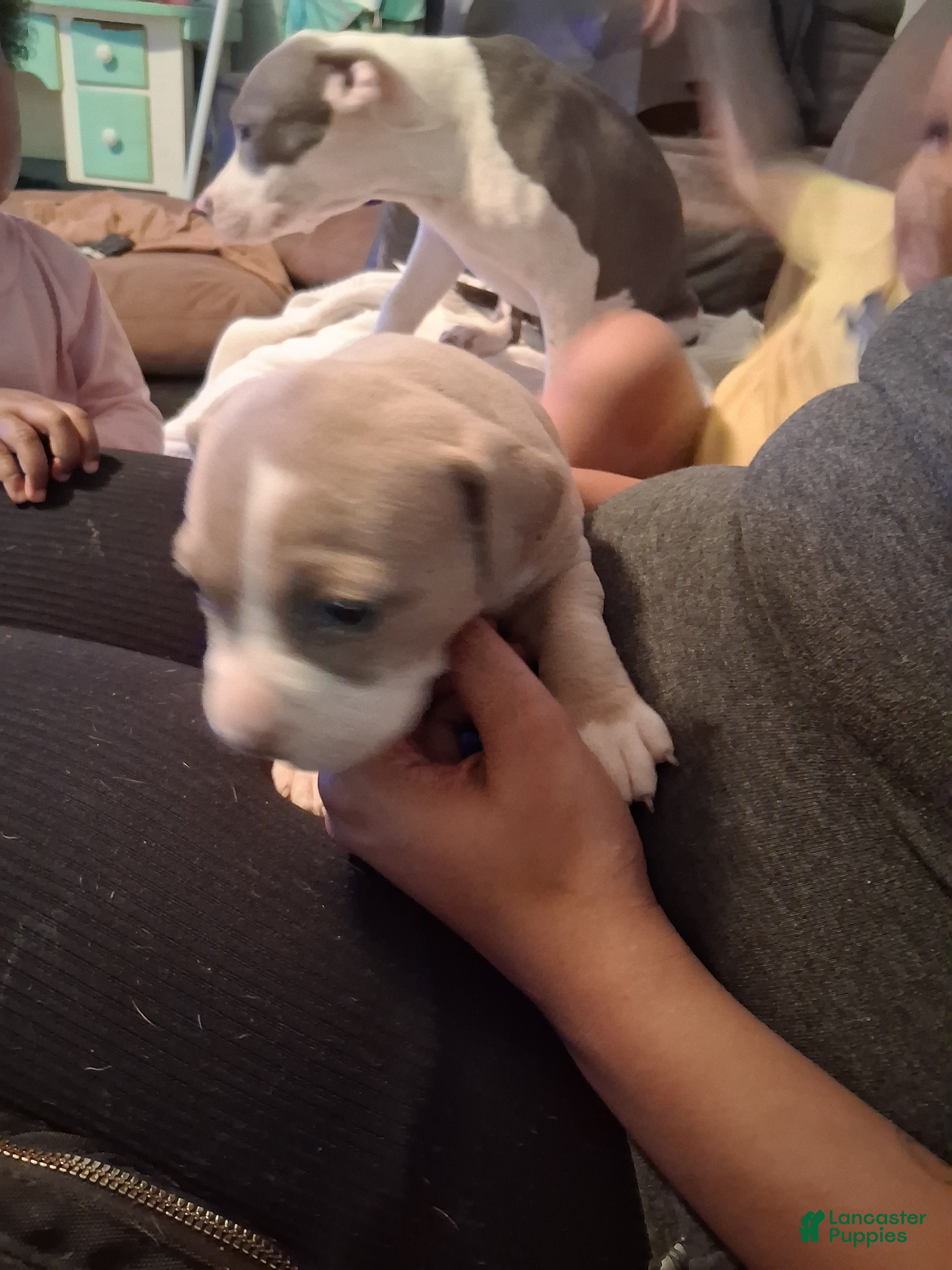 American Bully dogs Shetra - Ad 2