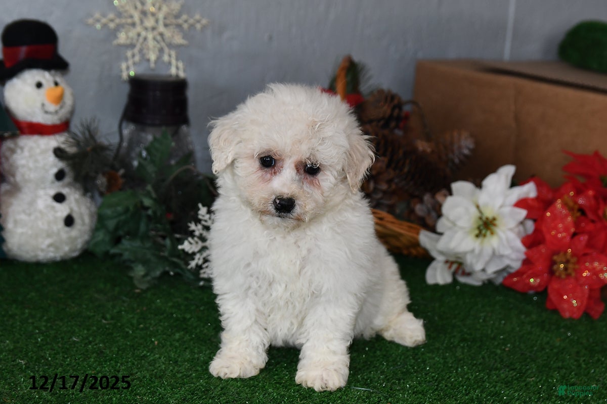Bichpoo dogs Bobbie - Ad 40