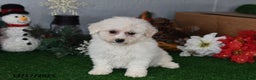 Bichpoo dogs for sale: Bobbie - Ad 1